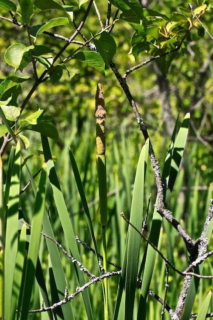 B) Common Cattail, Typha latifolia It is still an interesting observation that the leaf width and
