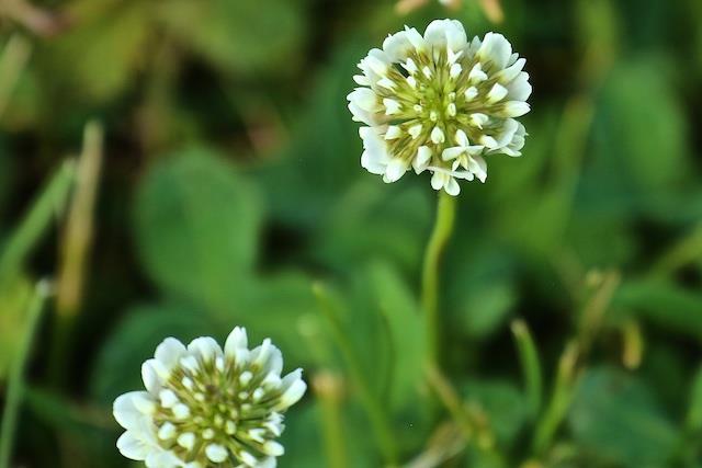 WHITE CLOVER White Clover, Trifolium repens, wild type, When walking along our paths in back of the Inn have you looked at the different clovers and wondered which ones you are looking at?