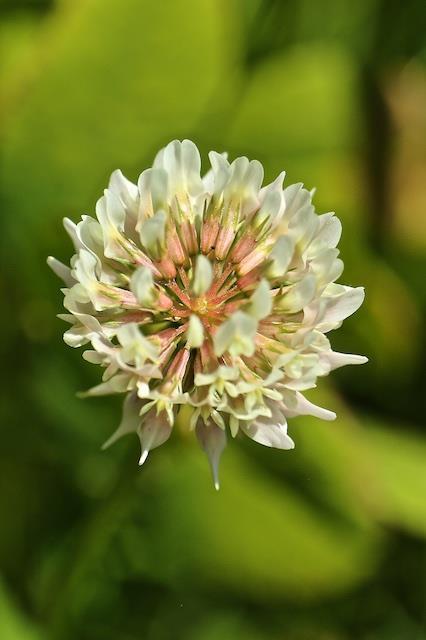 White Clover, Trifolium repens Notice that the blossom, although it has a reddish base to each petal, the blossom itself does not have any red showing on the individual petal, a blush of pink, but