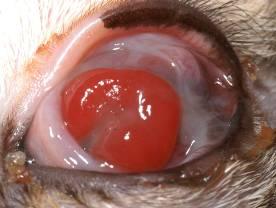 Feline Herpes Virus Distinctive Clinical Signs