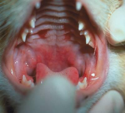 Feline Calici Virus Highly variable Clinical signs