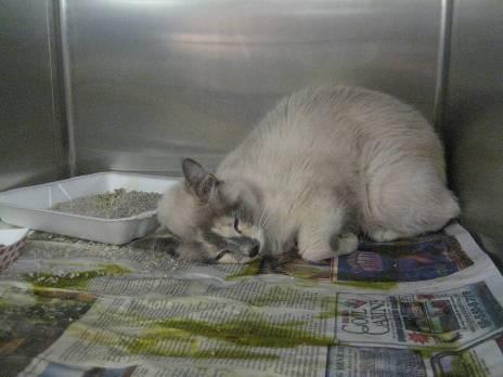 BUT. Dying cats in a shelter