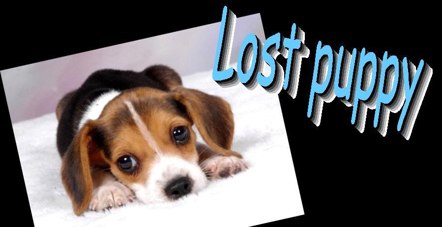 C.2 You have found a lost puppy on your way home from school.