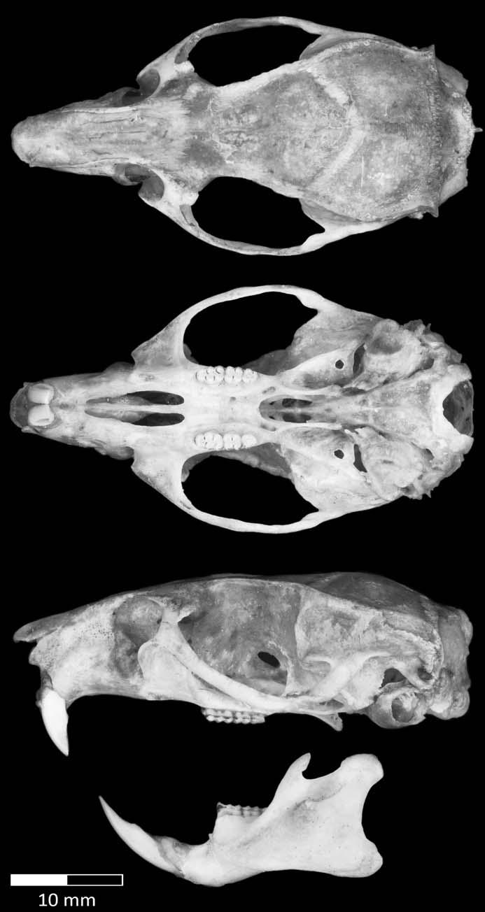June 2011 TAVARES ET AL. A NEW SPECIES OF CERRADOMYS 649 Skull morphology. The cranium is large and wide with well-marked ridges on the overall shape, even in young adults (Fig. 2).
