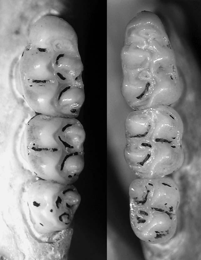 650 JOURNAL OF MAMMALOGY Vol. 92, No. 3 FIG. 3. Molar series of Cerradomys goytaca sp. nov. MN 73208. Left: upper molars series; right: lower molar series.