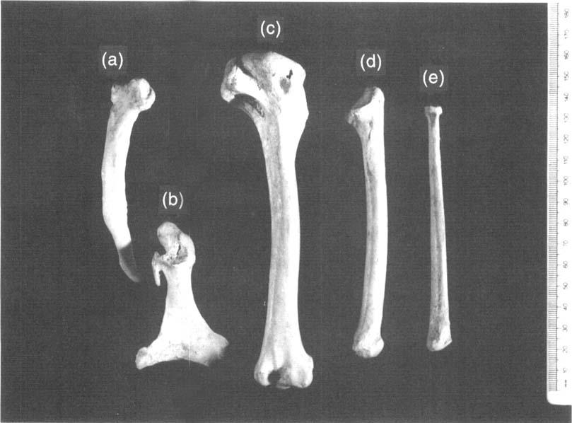 RELATIONSHIPS OF THE NEW ZEALAND GOOSE CNEMIORNIS 705 PLATE IV. Right pectoral eleinents of CnemiomiA culritruns MNZ S35266: (a) scapula, (b) coracoid, (c) humerus, (d) ulna, (e) radius.