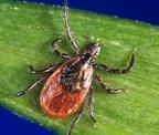 What Kind of Ticks Do We See?