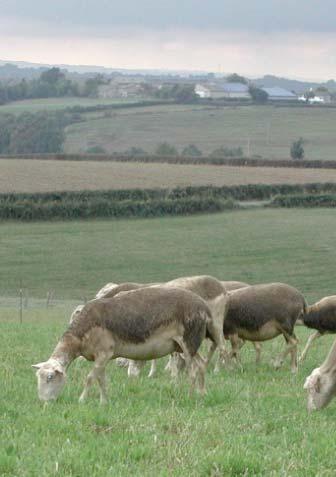 breed 890,000 ewes