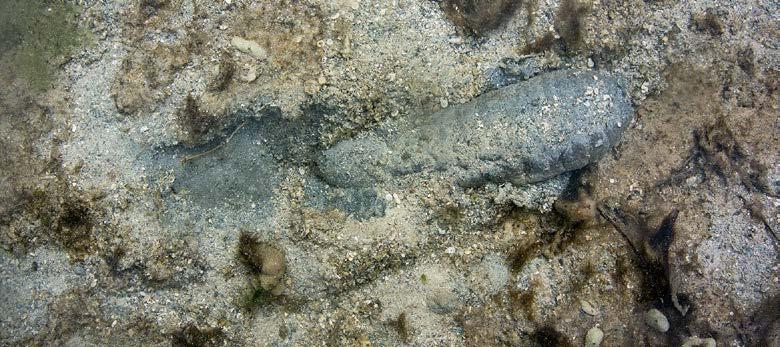 Figure 4. Sandfish (dairo, Holothuria scabra) turning over sediment layers through daily burrowing (image: Steven Lee). between Vanua Levu and Viti Levu (López et al. 2017).