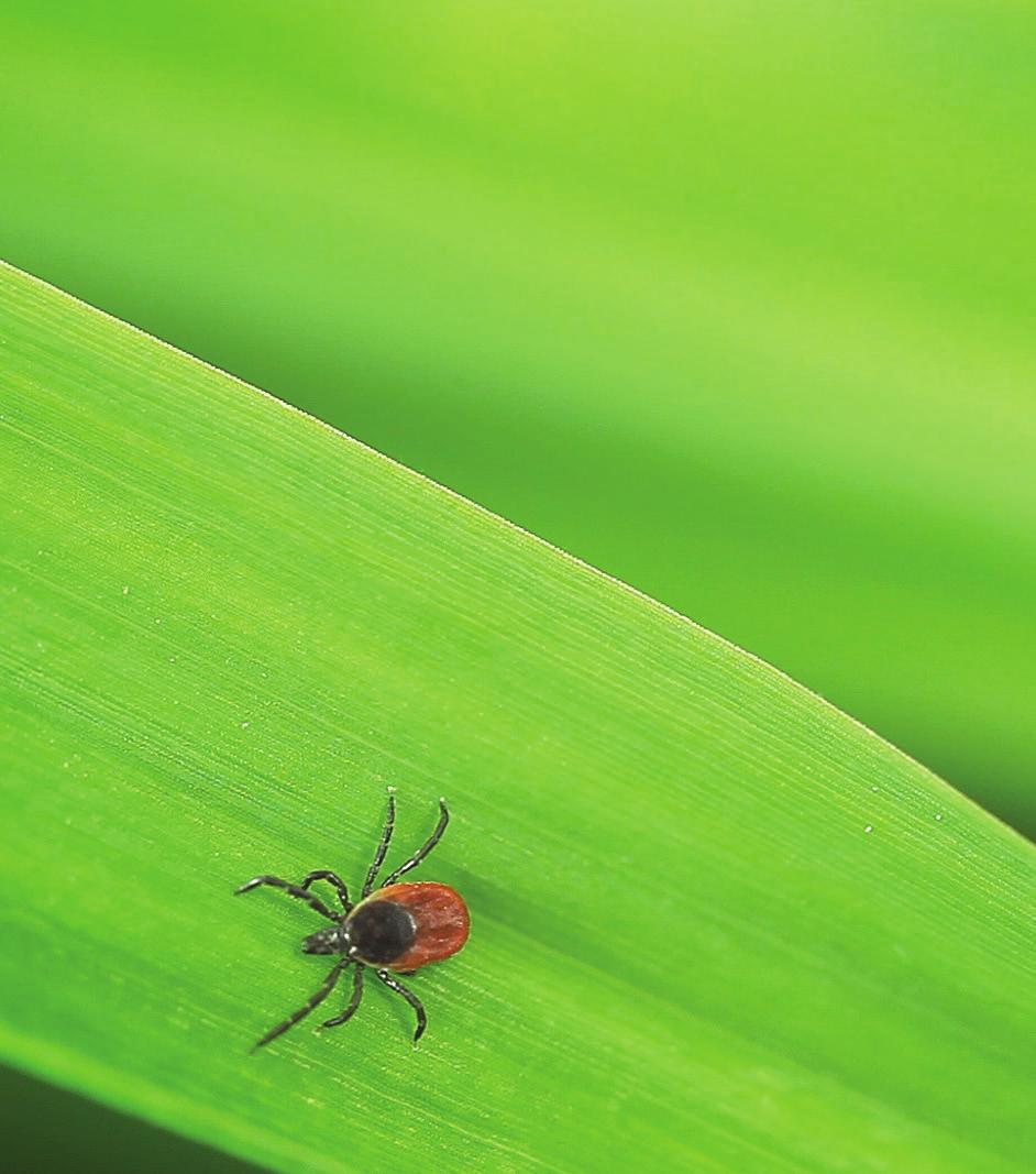 Briefing Note Lyme Disease Information for environment sector