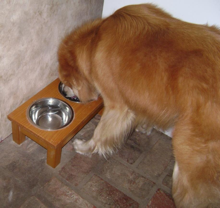 Two weeks supply of food and water 1 gallon water per day for 40-pound dog 1 quart of water per day per cat Rotate