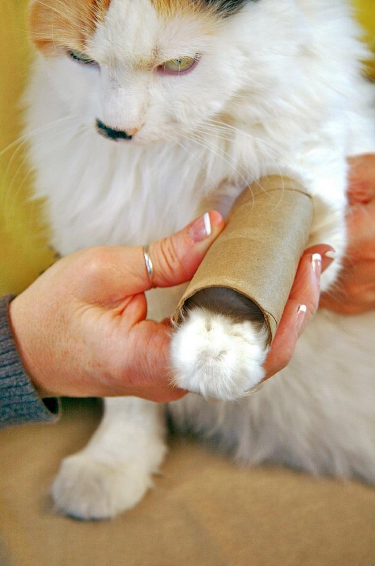 Be prepared to handle cut and burned paws, know how to