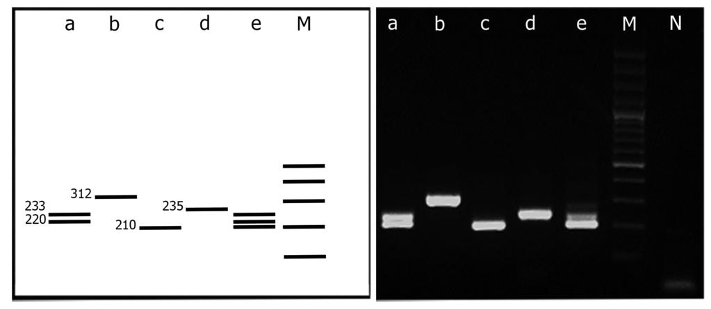 Shamsadini et al. Figure 1 - Agarose gel electrophoresis showing different banding patterns of four taeniid tapeworms using rdna-its-1 microsatellitedriven primer pair MF-1/MR-233.