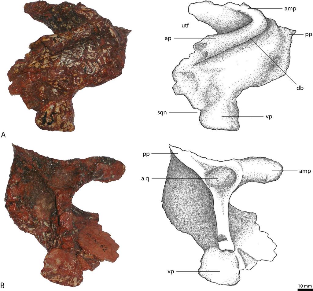 64 S. LAUTENSCHLAGER AND O. W. M. RAUHUT Figure 5. Left squamosal (BSPG AS XXV 62) of Rauisuchus tiradentes in dorsolateral view (A) and ventral view (B). Abbreviations: a.