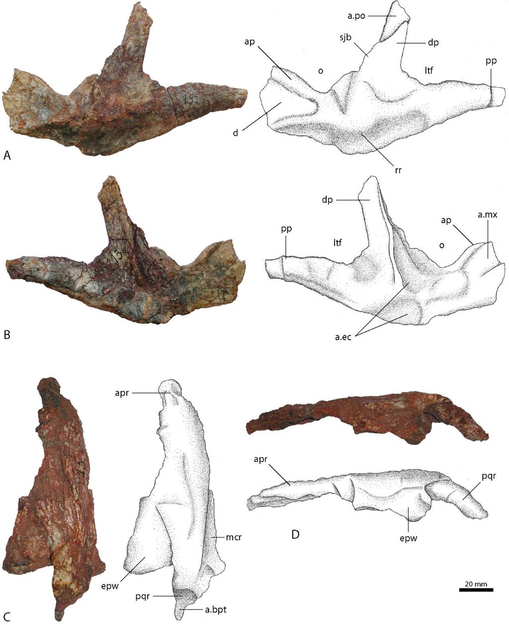 66 S. LAUTENSCHLAGER AND O. W. M. RAUHUT Figure 6. Left jugal (BSPG AS XXV 63) of Rauisuchus tiradentes in lateral view (A) and medial view (B).
