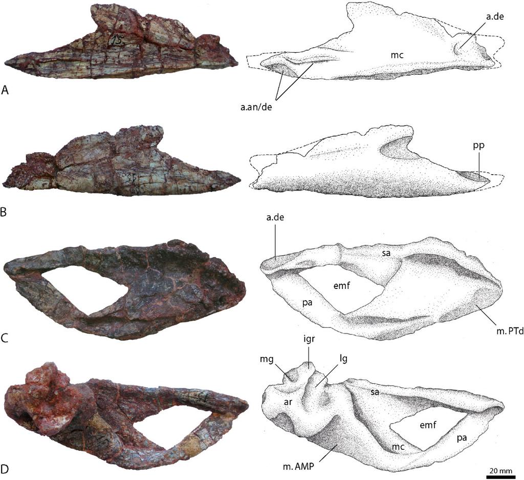 68 S. LAUTENSCHLAGER AND O. W. M. RAUHUT Figure 7. Mandibular elements of Rauisuchus tiradentes. Right splenial (BSPG AS XXV 66) in lateral view (A) and medial view (B).
