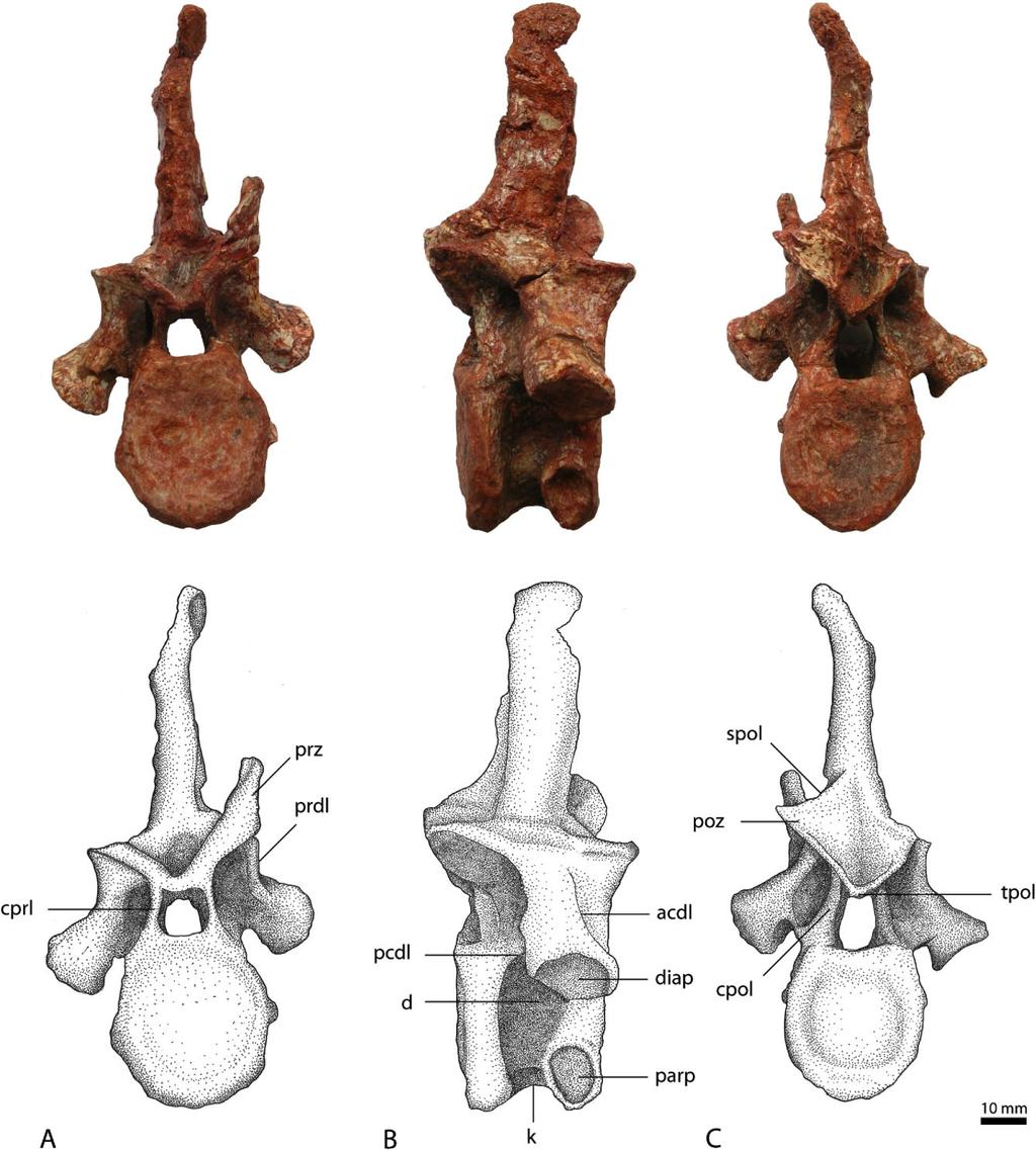 72 S. LAUTENSCHLAGER AND O. W. M. RAUHUT Figure 9. Cervical vertebrae of Rauisuchus tiradentes.