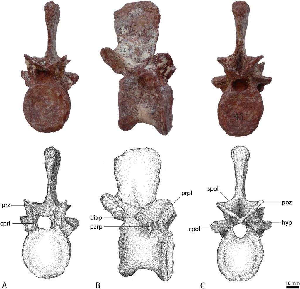 74 S. LAUTENSCHLAGER AND O. W. M. RAUHUT Figure 10. Dorsal vertebra (BSPG AS XXV 77) of Rauisuchus tiradentes in anterior.view (A), right lateral view (B) and posterior view (C).