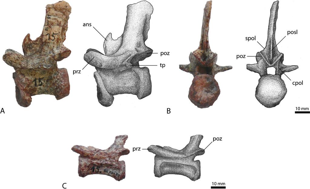 76 S. LAUTENSCHLAGER AND O. W. M. RAUHUT Figure 11. Caudal vertebrae of Rauisuchus tiradentes. Anterior caudal vertebra (BSPG AS XXV 79) in left lateral view (A), and posterior view (B).