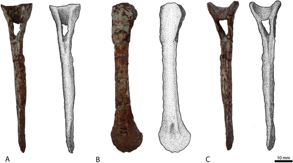 78 S. LAUTENSCHLAGER AND O. W. M. RAUHUT Figure 12. Chevron bone (BSPG AS XXV 85b) of Rauisuchus tiradentes in anterior view (A), left lateral view (B), and posterior view (C). anterior margin.