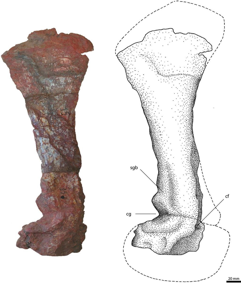 OSTEOLOGY OF RAUISUCHUS TIRADENTES 79 Figure 13.