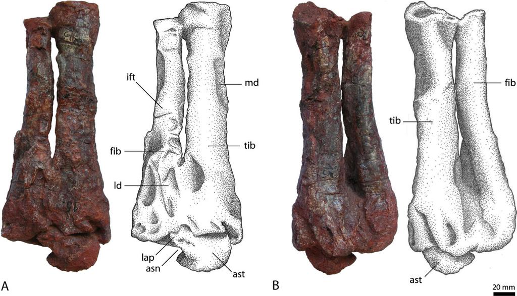OSTEOLOGY OF RAUISUCHUS TIRADENTES 81 articulates with the ilium, is missing.
