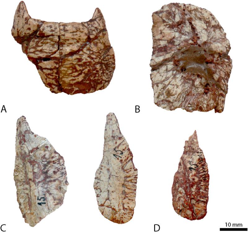 OSTEOLOGY OF RAUISUCHUS TIRADENTES 83 Figure 16. Body osteoderms of Rauisuchus tiradentes.