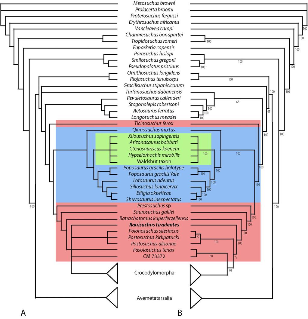 OSTEOLOGY OF RAUISUCHUS TIRADENTES 87 Figure 19. Phylogenetic analyses based on a reanalysis of Nesbitt s (2011) data set with 80 taxa and 415 characters.