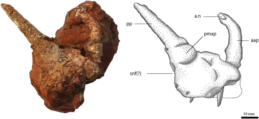 OSTEOLOGY OF RAUISUCHUS TIRADENTES 59 completely disarticulated, and in parts broken or distorted. Delicate surface structures and bone sutures are only rarely visible.