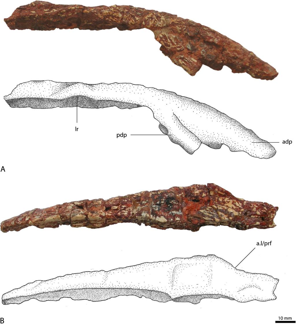 OSTEOLOGY OF RAUISUCHUS TIRADENTES 61 Figure 3. Right nasal (BSPG AS XXV 65) of Rauisuchus tiradentes in lateral view (A), and dorsal view (B). Abbreviations: a.