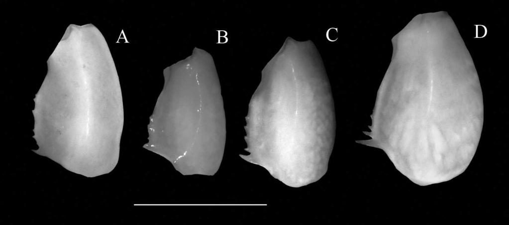 LIU AND LIU: TWO NEW CTENOCHELIDAE FROM CHINA 755 Fig. 10. Gourretia sinica, new species, merus of larger cheliped.