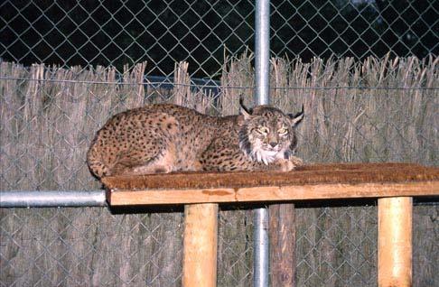 Hacinto/Ulysses in the quarantine enclosure in Los Villares wildlife rehabilitation centre. The male is infected with Cytauxoon felis (Photo U. Breitenmoser).