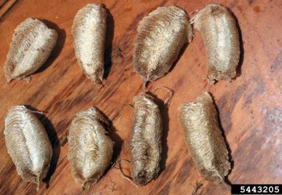 Mantis egg cases (also known as ootheca) look similar to the Spotted Lanternfly s egg mass.