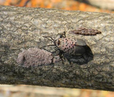 This guide will help you recognize the egg mass of the Spotted Lanternfly (Lycorma delicatula).