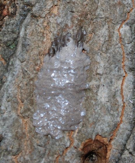 Here is an example of an unfinished egg mass. Note: You can see seed-like eggs in loose columns poking out the top. The Spotted Lanternfly lays columns of eggs side by side.