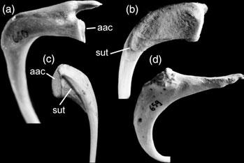 (4) Furcula Ôarticulating solidly by a large rounded facet with apex of carinaõ (Fig. 8). See discussion concerning the absence of this character in penguins.