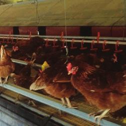 creature comforts for layer hens Of the more than 18 million layer hens currently in Australia, more than 11 million are still confined to barren battery (conventional) cages.