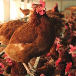 While just getting hens out of battery cages would be a major step in the right direction, a cage-free system isn t always the guarantee of good welfare that many consumers are looking for in the egg