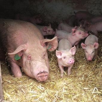 Room to roam for pigs 122,900 pigs FARMED TO THE RSPCA S STANDARDS The Australian pig industry s positive move towards group housing of pregnant sows and a voluntary phase out of sow stalls (due to