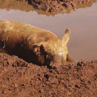 However, as sow-stallfree production becomes the minimum standard in Australia, consumers are increasingly becoming aware of other welfare issues associated with pig farming.