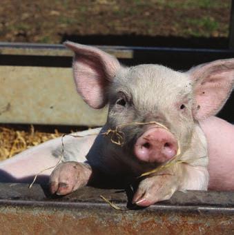 For farmers and retailers of Australian fresh pork products, it s vital they are able to find ways to distinguish themselves, including through securing independent animal welfare endorsements for