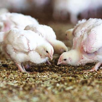 Crowd control for meat chickens 397 million meat chickens FARMED TO THE RSPCA S STANDARDS Chicken is the most popular meat in Australia, with Australians eating an average of 45kg of chicken meat