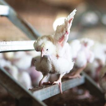 Since the RSPCA Approved Farming Scheme released standards for meat chickens in 2011, there has been significant uptake by the chicken meat industry.