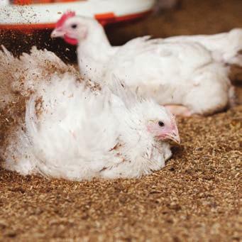 This is good news for more than 397 million chickens every year that now have an environment that ensures better health and comfort for their entire lives.