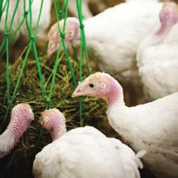 No gobble dygook for turkeys 490,000 turkeys FARMED TO THE RSPCA S STANDARDS Traditionally popular during the Christmas period, Australia s production of turkey meat is still relatively small