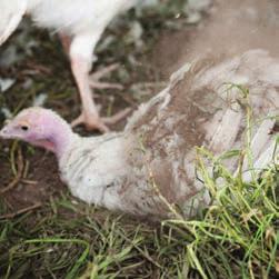 Since 2010 the RSPCA Approved Farming Scheme has been working with Coles Supermarkets and its suppliers in their efforts to source RSPCA Approved turkey for Coles Finest and Coles branded range of