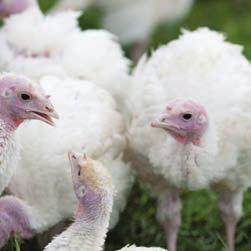 The number of turkeys raised to the RSPCA s standards in 2015 was more than double the number raised in 2013.