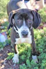 Please call 910-392-0557 to adopt us! Adopt-An-ANGEL My name is Della and I am a wonderful, mid-sized, 5-year-old Pit Bull mix who weighs about 35 to 40 pounds.