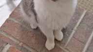 I m a lovely lady who has medium length fur. I like to be in charge. I m spayed and vaccinated and my 4th birthday is August 20.