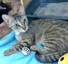 Please call 910-792-9014 to adopt us! CAT: Cat Adoption Team We re at Petsmart 7 days a week. I m Gucci and I m one of the 30 adoptable cats that Cat Adoption Team saved from a hoarding situation.